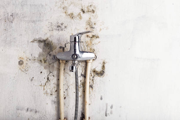 Best Toxic Mold Removal  in Russellville, KY