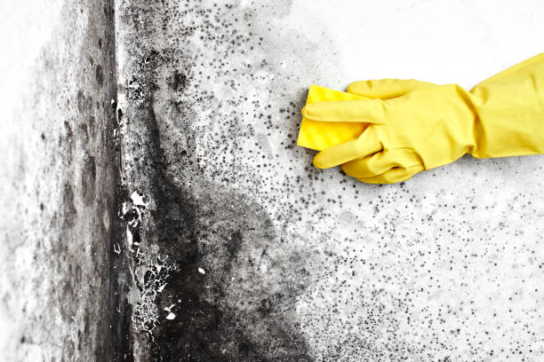 Best Mold Cleaning Services  in Russellville, KY