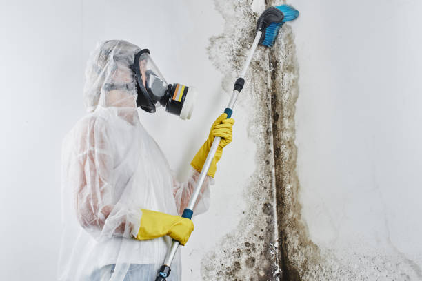 Best Black Mold Removal  in Russellville, KY
