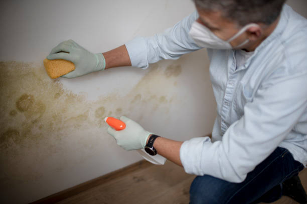 Best Mold Damage Repair  in Russellville, KY