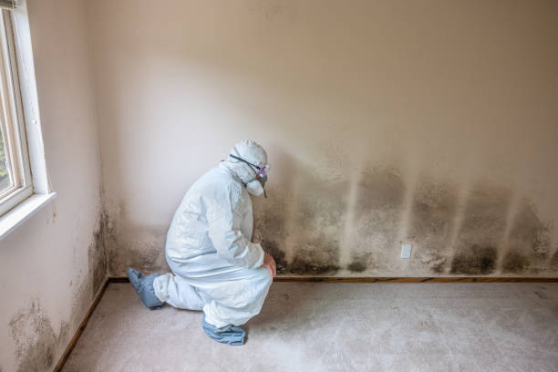 Best Home Mold Removal  in Russellville, KY
